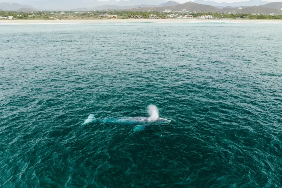 Plavi kitovi odjednom su utihnuli, a to je zastrašujuće upozorenje za čovječanstvo