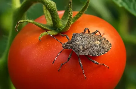 SMRDIBUBE VAM UNIŠTAVAJU PARADAJZ? Stari baštovani imaju trik bez hemije, evo kako da ih otjerate
