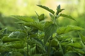 Kopriva, skromna kraljica: podrška srcu i jetri — i za koga je sok posebno koristan