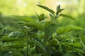 Kopriva, skromna kraljica: podrška srcu i jetri — i za koga je sok posebno koristan