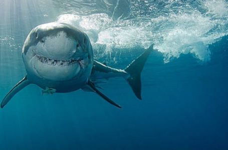 Potresna ispovijest Tamare: Ajkula joj pojela prijateljicu pred očima