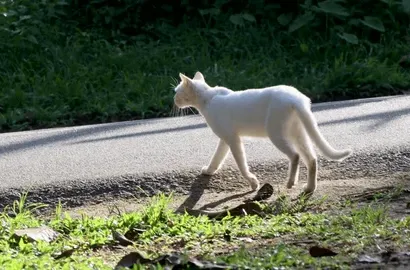 BIJELA MAČKA VAM JE PREŠLA PUT? Evo šta to zaista znači
