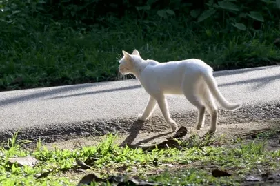 BIJELA MAČKA VAM JE PREŠLA PUT? Evo šta to zaista znači