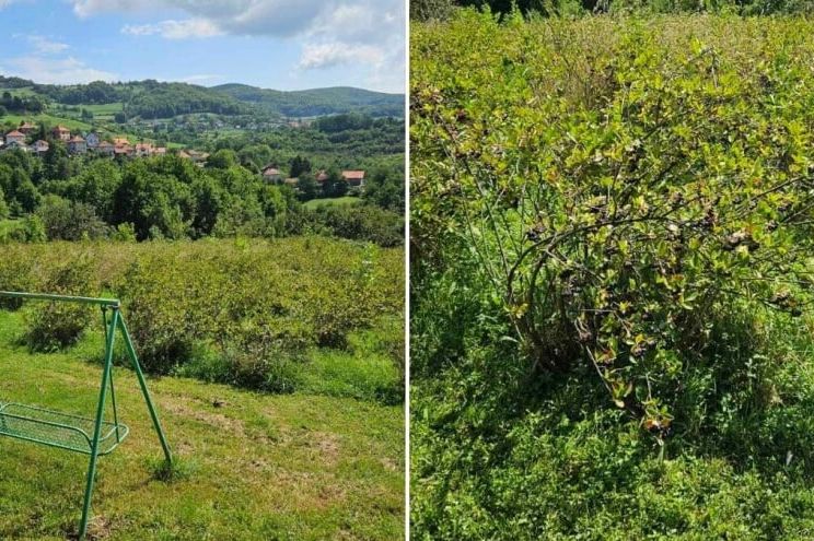 Vlasnik plantaže u BiH daje aroniju besplatno: "Neka narod dođe i bere, kapiju ostavljam otvorenu"