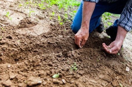 Samo jedan neobičan sastojak može da spasi vašu baštu od suše