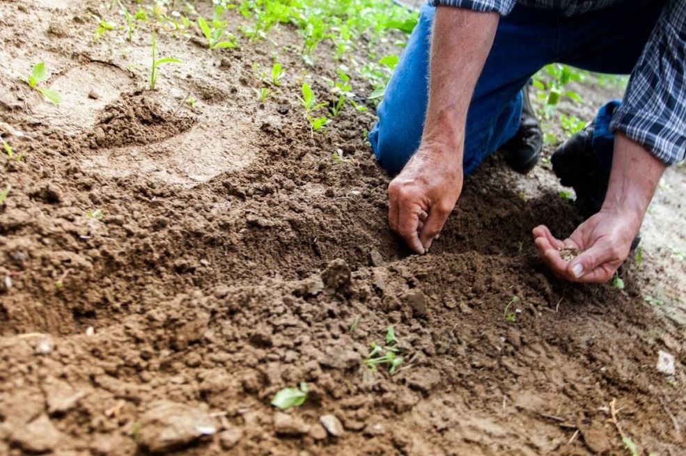 Samo jedan neobičan sastojak može da spasi vašu baštu od suše