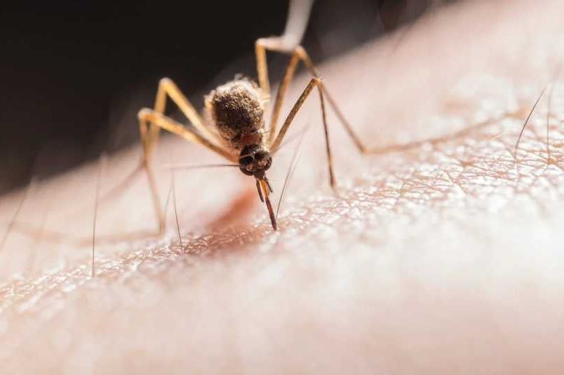 Šokantno upozorenje: Komarci prenose smrtonosne bolesti, prijeti masovna zaraza u Evropi!