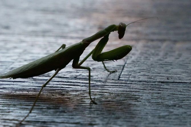 Kada BOGOMOLJKA uđe u vašu kuću, to znači SAMO JEDNO: Njeno prisustvo nosi važnu poruku, evo i koju
