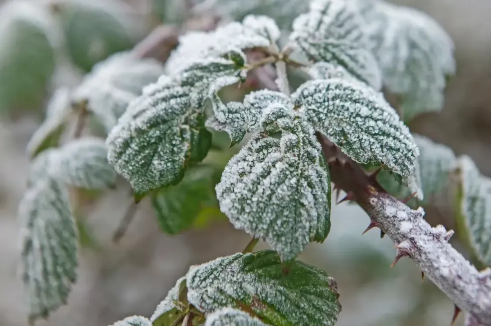 U bh. selu zabilježen mraz, temperatura pala na -1