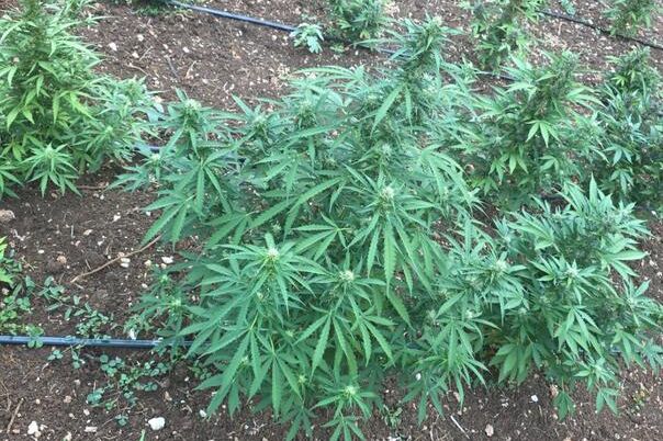 Najveća zapljena u istoriji Crne Gore: Otkrivena plantaža marihuane vrijedna milione!