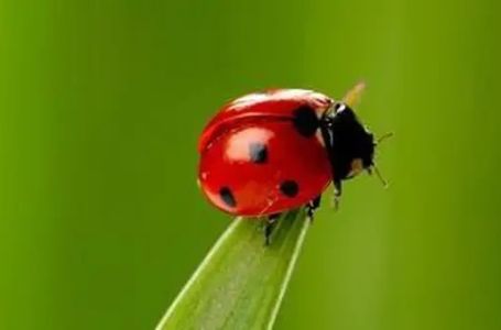 Evo šta znači kad bubamara sleti na vas: Prema narodnom vjerovanju