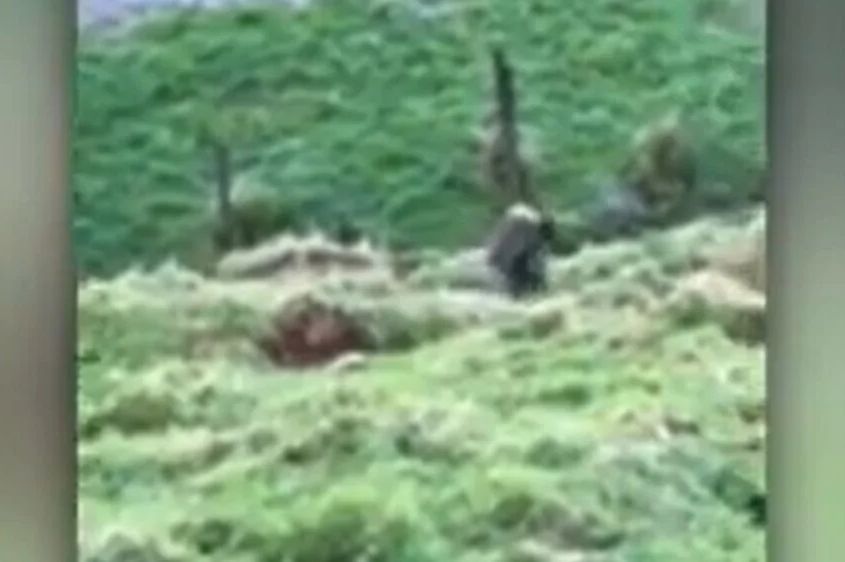 Misteriozna djevojka pomaže ocu koji se s djecom 4 godine skriva u divljini? "Budim se u nadi.."