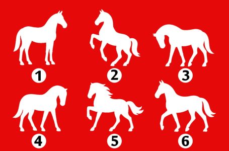 Odaberite jednog konja sa slike i otkrijte kako vas ljudi doživljavaju