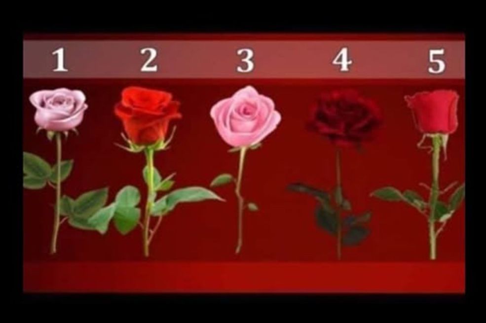 Da li će vam se ispuniti životna želja: Izaberite jednu ružu i saznajte