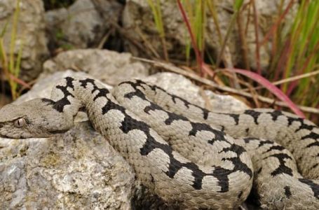 Susret mogao završiti kobno: Berač grožđa u Čitluku naletio na poskoka