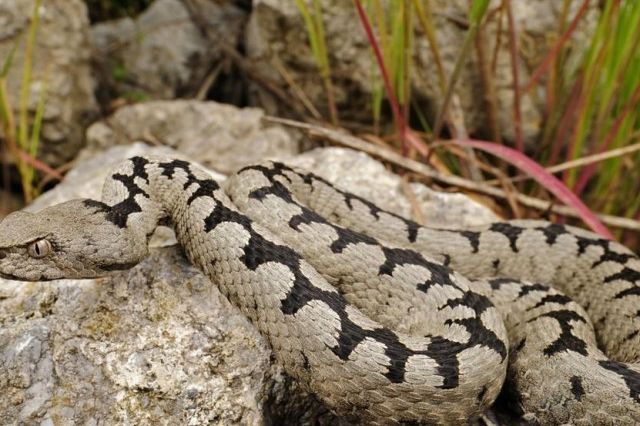 Susret mogao završiti kobno: Berač grožđa u Čitluku naletio na poskoka