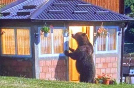 Medvjed kucao na vrata kuće u Tutinu