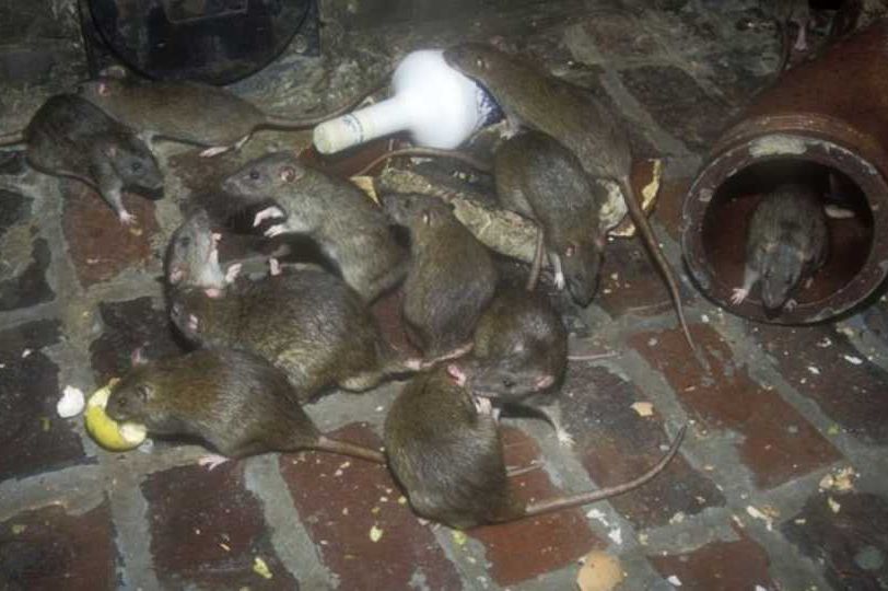 Stručnjaci za deratizaciju predviđaju: "Ova zima bi mogla biti jedna od najgorih po pitanju štakora"