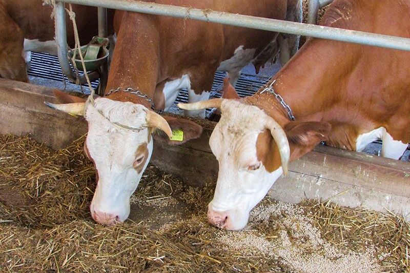 Potvrđena pojava antraksa u BiH: Uginulo deset goveda