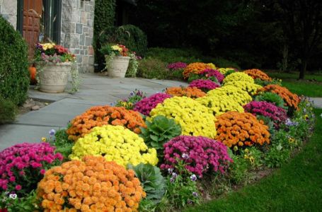 Ovo cvijeće se sije krajem ljeta: Imat ćete najljepšu baštu!