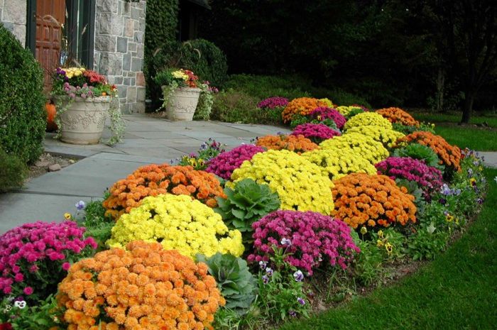 Ovo cvijeće se sije krajem ljeta: Imat ćete najljepšu baštu!