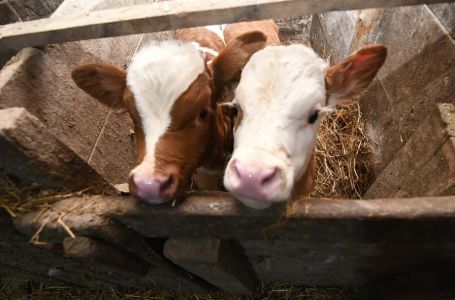 Prvi slučajevi bedrenice u BiH
