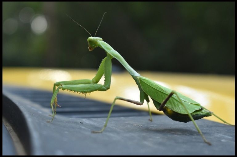 Kada vam u kuću uđe bogomoljka, to znači samo jedno: Obratite pažnju, ona nosi važnu poruku