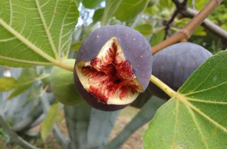 Stručnjak odgovara: Postoji li u svakoj smokvi zaista mrtva osa?