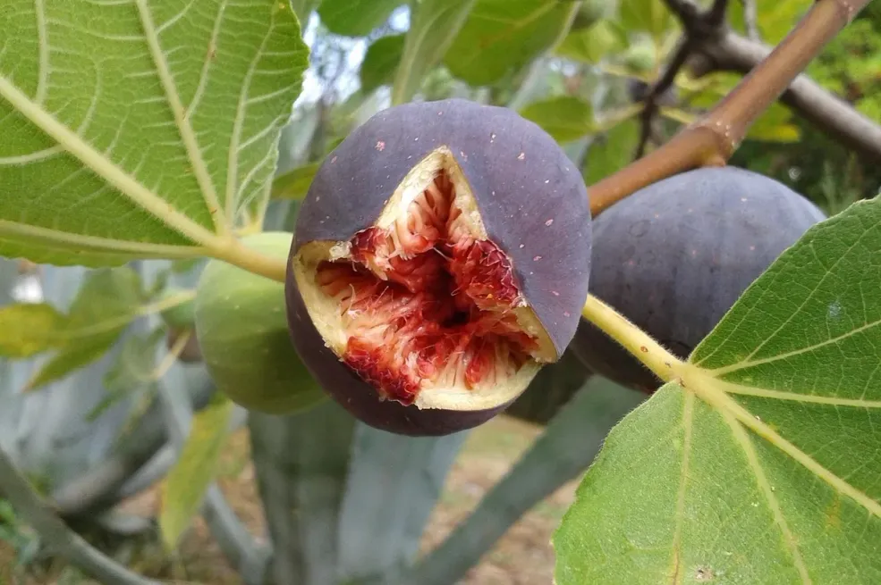 Stručnjak odgovara: Postoji li u svakoj smokvi zaista mrtva osa?
