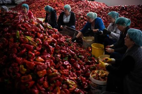 Iskusne domaćice otkrile kako izabrati najbolju papriku za ajvar: Tri sorte su najbolje!