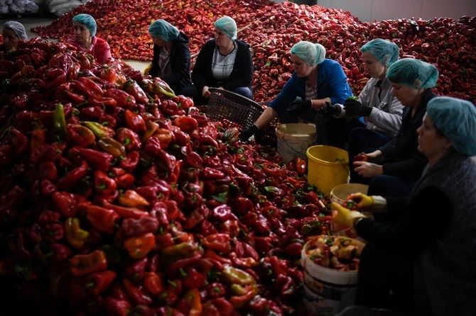 Iskusne domaćice otkrile kako izabrati najbolju papriku za ajvar: Tri sorte su najbolje!