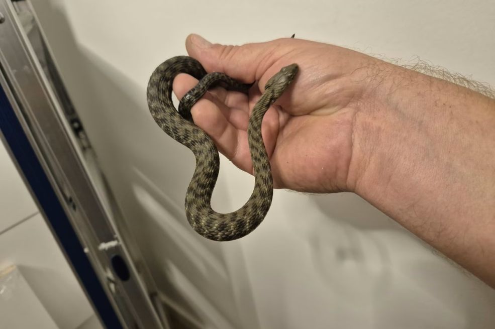 Zagrepčanin je pronašao zmiju u svom automobilu, a dan kasnije uslijedilo je još veće iznenađenje