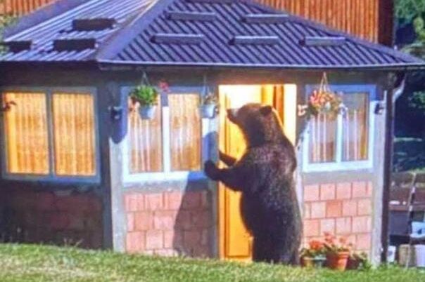 Medvjed kucao na vrata kuće u Tutinu
