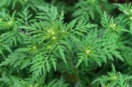 Sarajevo: Hitne mjere potrebne zbog nekontrolisanog rasta ambrozije!