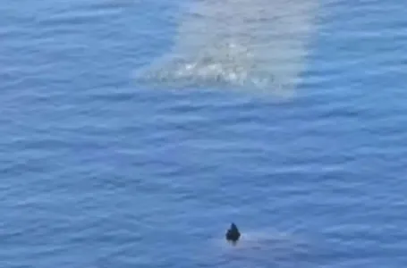 Misterija u moru Crne Gore: Snimak “nečega što vri i ide ka plićaku” uplašio turiste