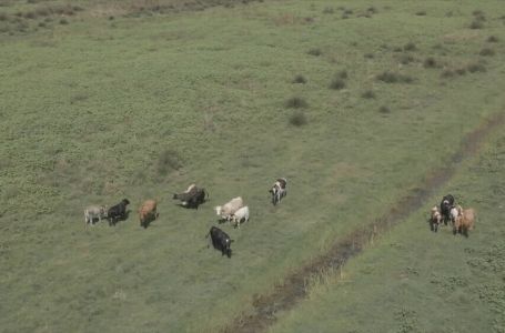 Uginule krave pronađene na jugu Hrvatske: Strahuje se od najgoreg