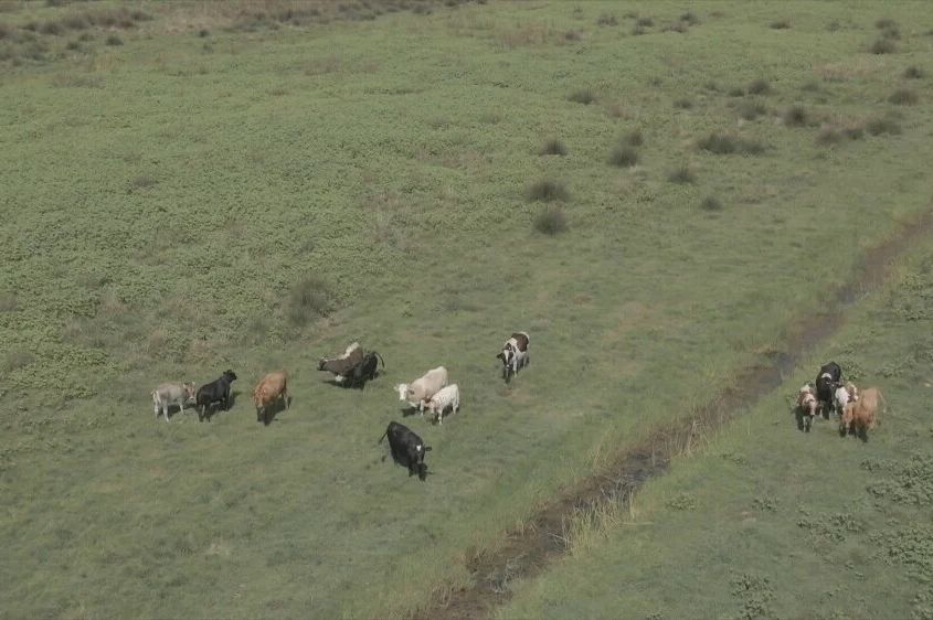 Uginule krave pronađene na jugu Hrvatske: Strahuje se od najgoreg