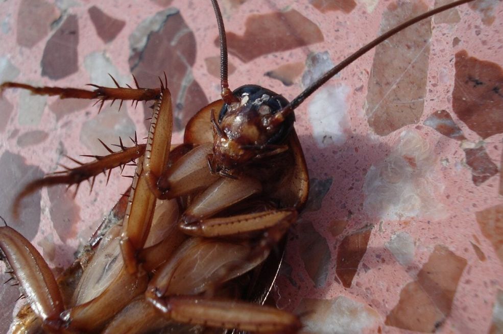 Bubašvabe ne podnose ovo: Stavite ga u kuhinju i nestaju odmah!