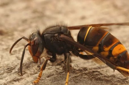 Žena (38) umrla nakon uboda stršljena: Ubo ju je u vrat, nije joj bilo spasa