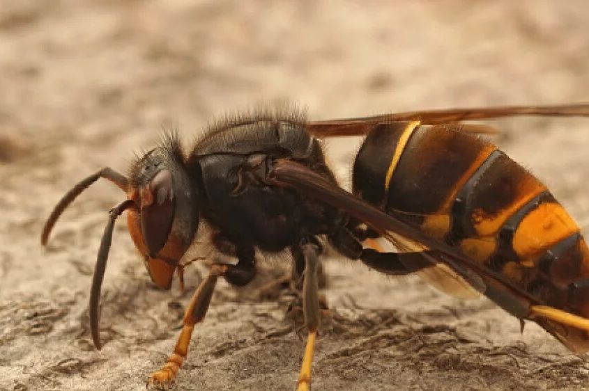 Žena (38) umrla nakon uboda stršljena: Ubo ju je u vrat, nije joj bilo spasa