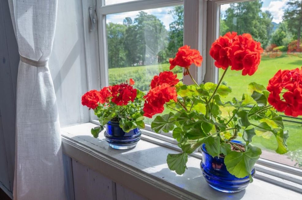 VAŽNO: Kada unijeti biljke s terase i koje smiju da ostanu napolju?