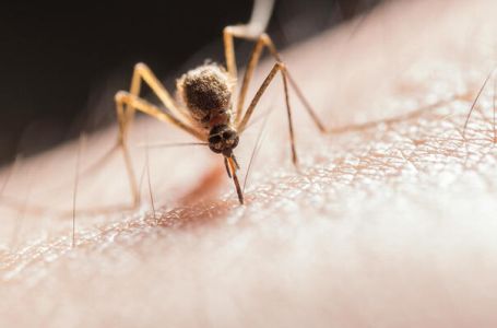 Trostruka prijetnja: komarci šire čikungunju, denge i virus Zapadnog Nila u Evropi!