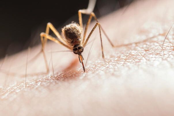 Trostruka prijetnja: komarci šire čikungunju, denge i virus Zapadnog Nila u Evropi!