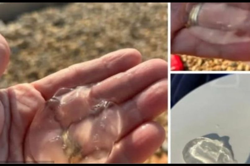 Turiste u Hrvatskoj iznenadili 'gosti' u moru: "Kao da se kupaš u želeu"