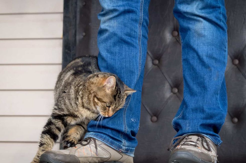 Malo ko zna: Evo šta vam pokušava reći mačka kada se trlja uz vaše noge
