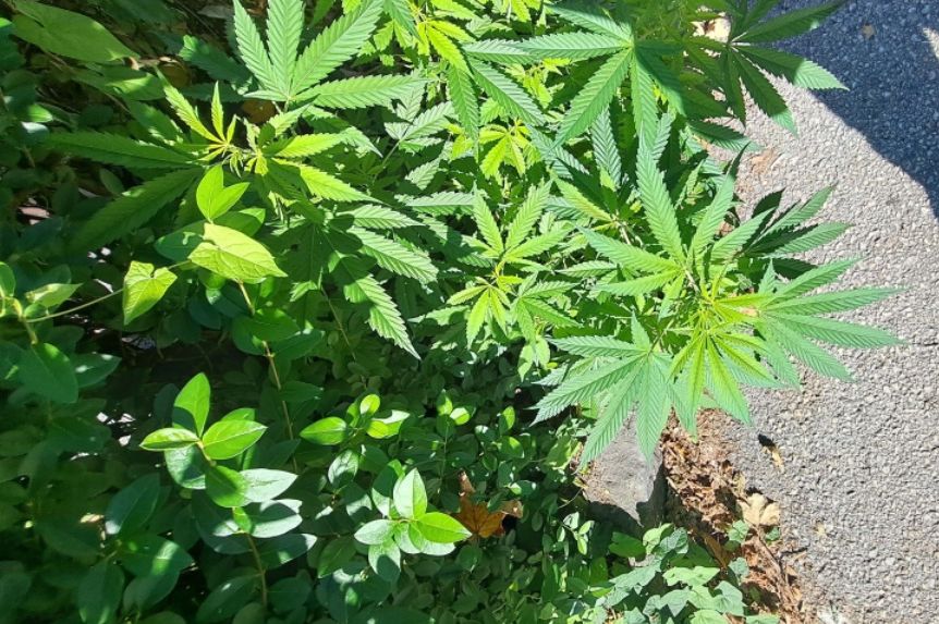 Usred Sarajeva raste uz trotoar: Marihuana na Grbavici?