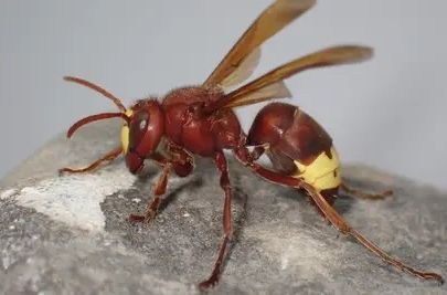 Opasni insekt vratio se u Hrvatsku nakon 50 godina: Ubod izaziva alergijske reakcije, pa i smrt