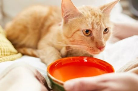 Mačka vam prolijeva vodu? Ne ignorišite ovaj znak