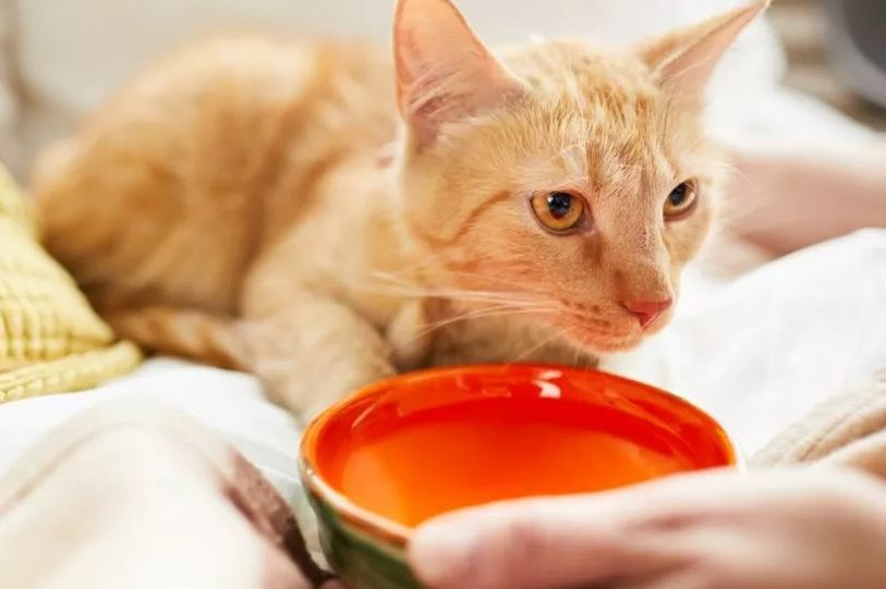 Mačka vam prolijeva vodu? Ne ignorišite ovaj znak