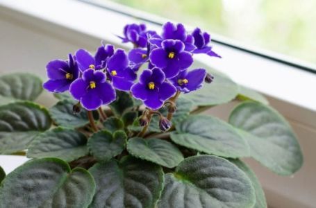 Trik koji morate probati: Evo na koji način ćete podmladiti vaše ljubičice